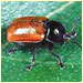 Hazel Pot Beetle