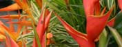 Heliconia