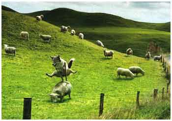 Sheepdog playing sheepfrog