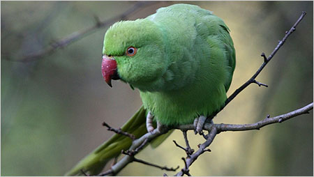 Parakeet