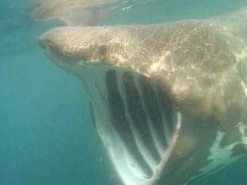A baskin shark, similar to those seen off the coast of Britain. (c) BBC
