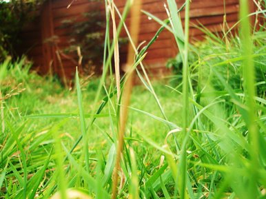 Grass