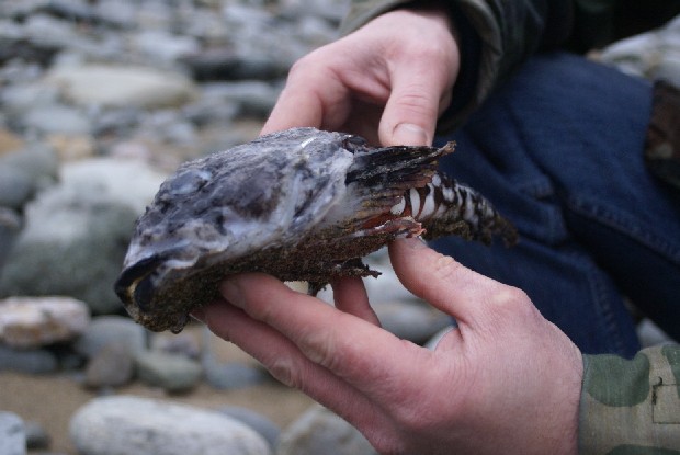 What is this fish?