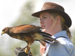 Falconry display at the show in 2008