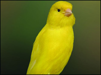 دالوتونکونړۍ