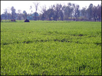 खेत