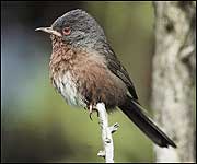 Dartford Warbler (Mike McKavett, RSPB) 