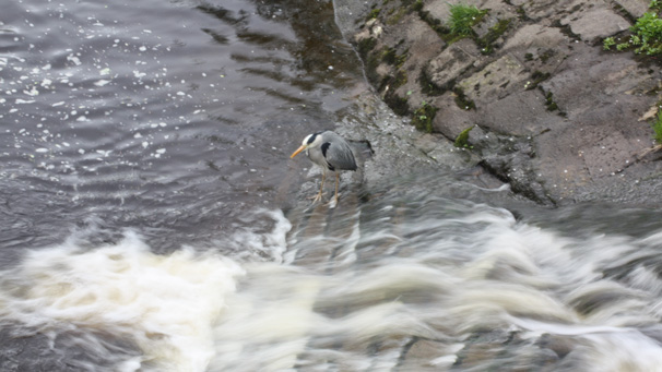 Billy McLennan from Dunfermline saw this grey heron enjoying some fishing on the Allan Water running through Bridge of Allan.