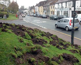 Damage done by wild boar in the Forest of Dean