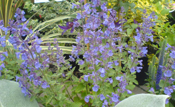 Cat mint will bring colour and fragrance...