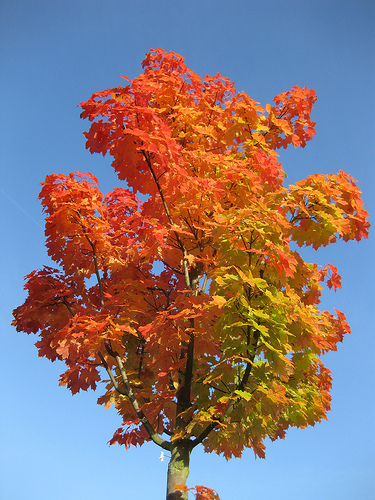 Autumnal Tree by Hawkeye Hawker