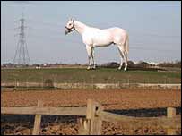 Mark Wallinger's giant horse