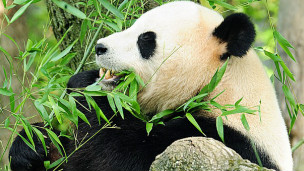 大熊猫血流中能生出强有力的抗菌物质