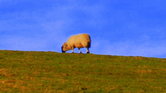 Sheep.