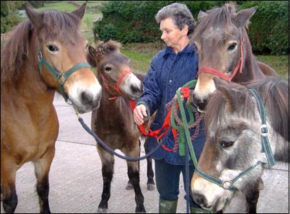 Four generations of Exmoor Ponies with their owner