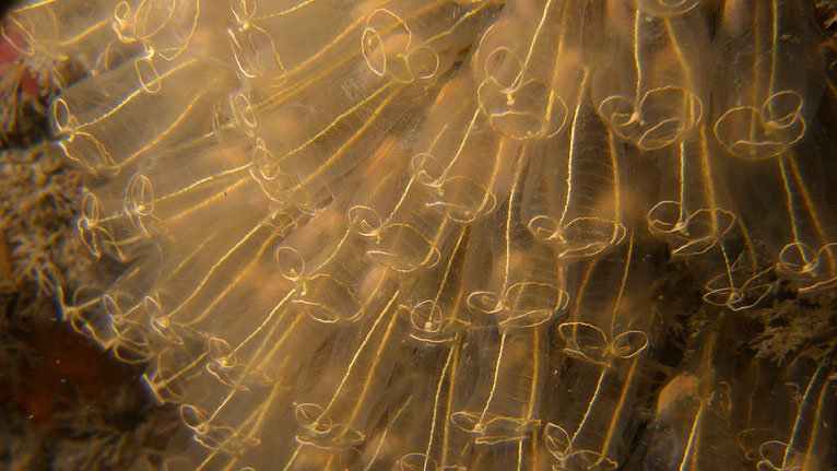 Light bulb sea squirts by Mark Burton