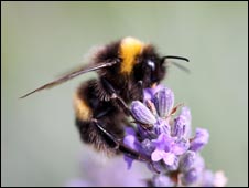 A bee