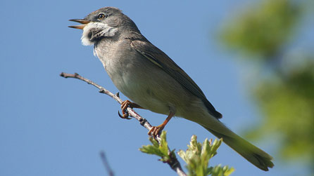 A singing whitethroat at Kenfig Reserve by Mike McCarthy in April 2011.