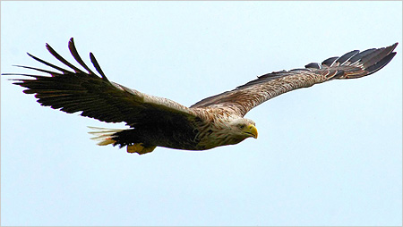 Sea Eagle c/o Iain Erskine