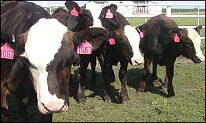 Firmy klonují krávy s lidskými geny