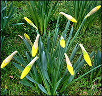 10daffs_203.jpg