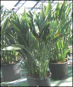 Plants