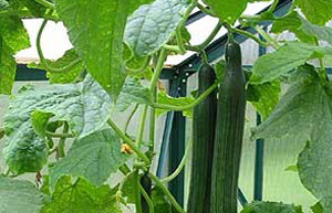 Cucumbers