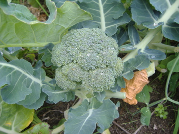 yummy brocolli