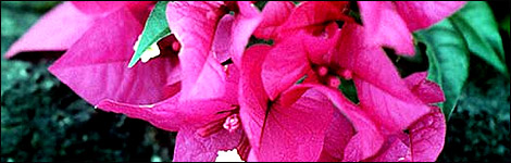 Bougainvillea