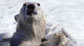 Polar bear ©Geostock