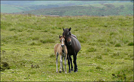 A mare and a foal on Dartmoor