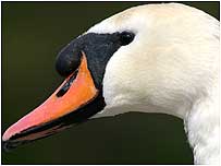 Mute Swan