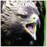 Golden Eagle