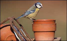 A bluetit in a garden 