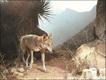 Hadi Al Hikmani / BBC Wildlife Magazine