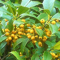 American holly