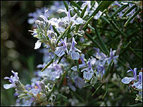 Rosemary
