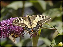 Wetlands Index (Image: Swallowtail)
