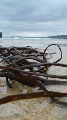 Seaweed