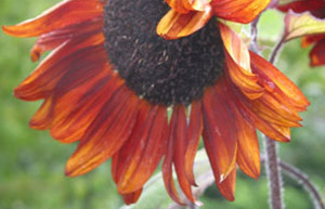 Helianthus annuus 'Velvet Queen'