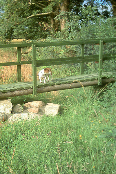 Jack Russel