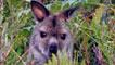 Wallaby, image courtesy of Alastair Taylor