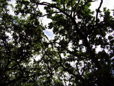 Twisted branches from mighty trees