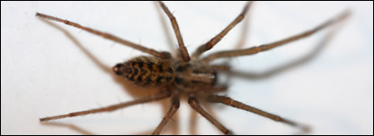 A spider