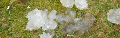 jelly on grass (courtesy of Ken Parnham)