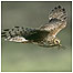 Walking Index (Image: Hen Harrier c/o RSPB Images/Andy Hay))