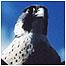 Peregrine Falcon