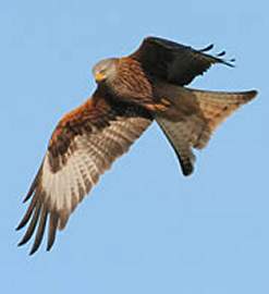 A Red Kite in flight. © RSPB