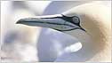 Gannet c/o RSPB Images and Andy Hay