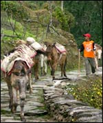 Porter carrying a 40Kg load